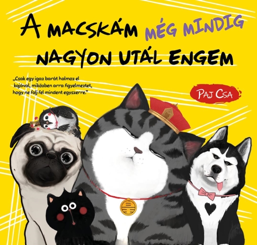 A macskám még mindig nagyon utál engem