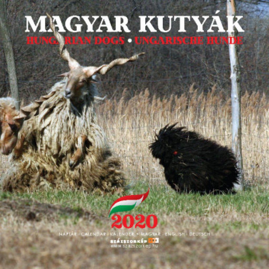 Magyar kutyák naptár 22x22 cm - 2020